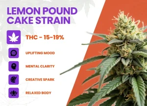 Lemon Pound Cake Weed Strain Review