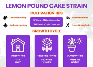 Lemon Pound Cake Cannabis Strain Review: Comprehensive Guide from Canna Center Dispensary