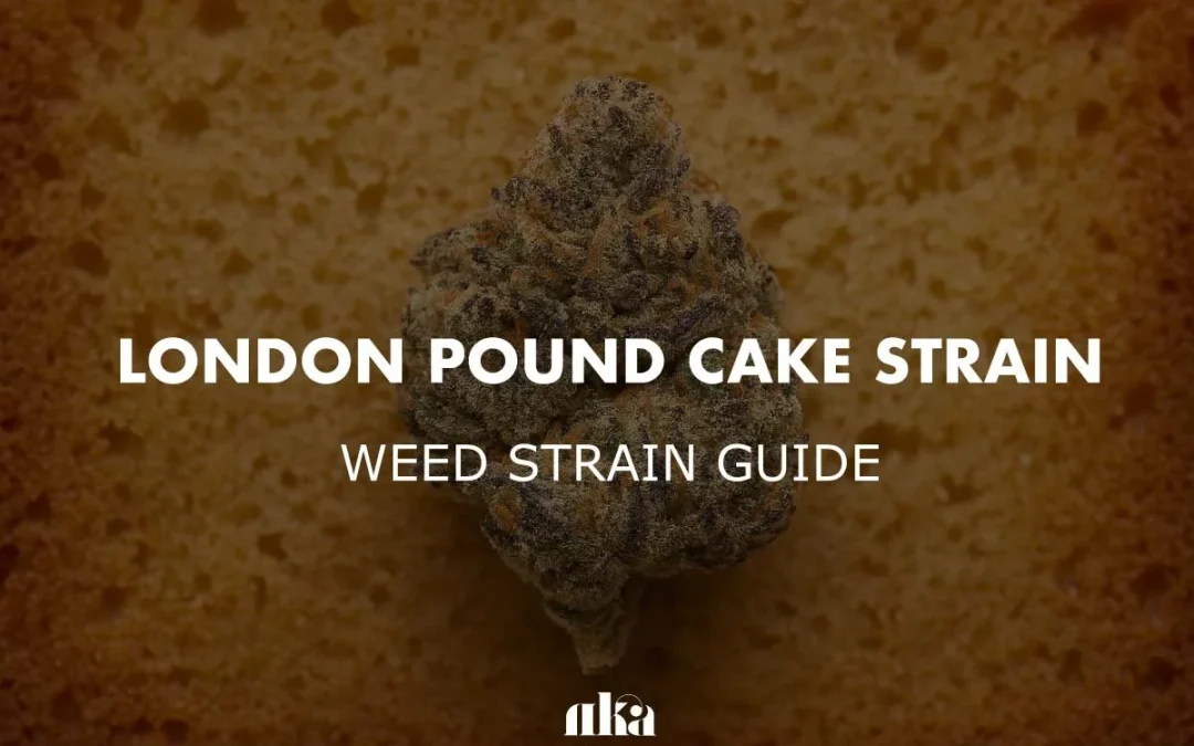 London Pound Cake Strain Review: Your Complete Cannabis Guide