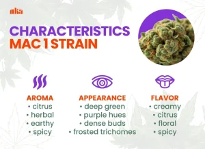 MAC 1 Strain Review | MAC 1 Weed Strain