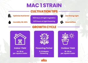 MAC 1 Strain Review | MAC 1 Weed Strain