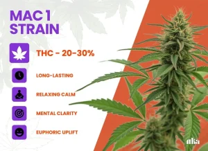 MAC 1 Strain Review: Comprehensive Weed Strain Guide