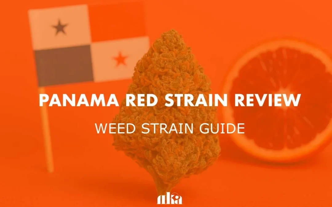 Panama Red Strain Review: Comprehensive Weed Strain Guide