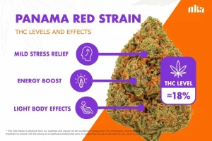 Panama Red Strain Review: Comprehensive Weed Strain Guide