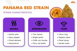 Panama Red Strain Review: Comprehensive Weed Strain Guide