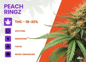 Peach Ringz Strain Review: Comprehensive Weed Strain Guide