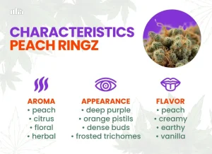 Peach Ringz Strain Review | Peach Ringz Weed Strain