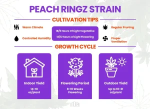 Peach Ringz Strain Review | Peach Ringz Weed Strain