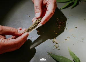 Where to Find the Best Pre-Rolls: A Comprehensive Guide to Premium Cannabis Pre-Rolls