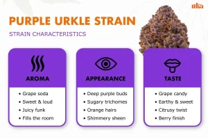 Purple Urkle Strain Review: Comprehensive Weed Strain Guide