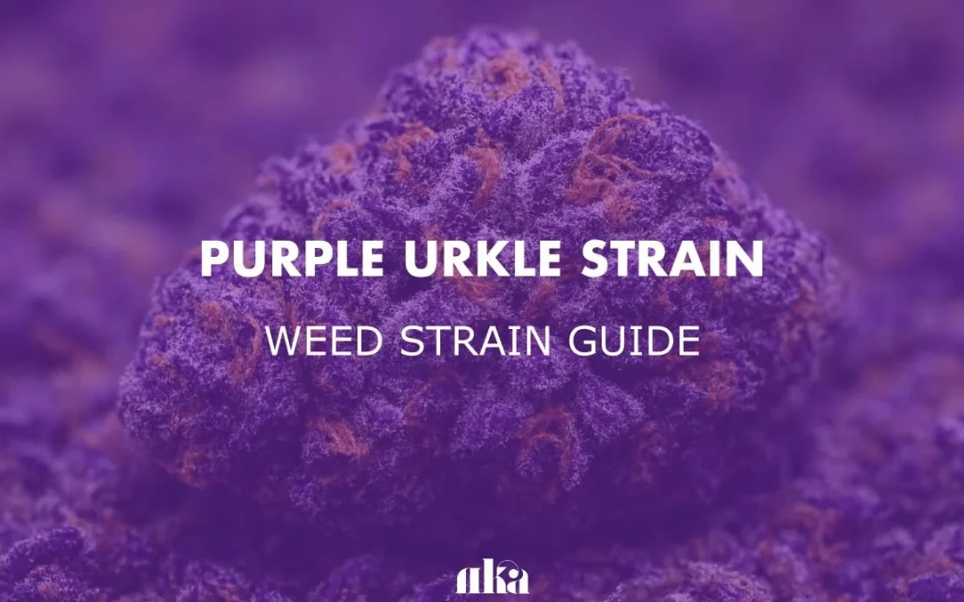 Purple Urkle Strain Review: Comprehensive Weed Strain Guide