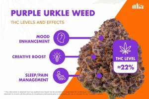 Purple Urkle Strain Review: Comprehensive Weed Strain Guide