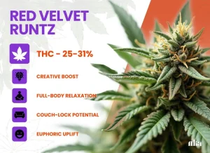 Red Velvet Runtz Strain Review | Red Velvet Runtz Strain