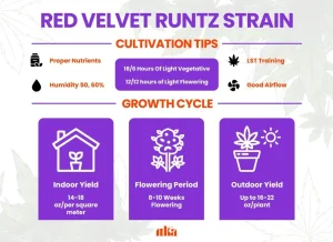 Red Velvet Runtz Strain Review: Comprehensive Weed Strain Guide