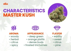Master Kush Strain Review | Master Kush Weed Strain