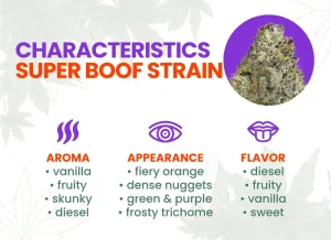 Super Boof Strain Review: Comprehensive Cannabis Strain Information