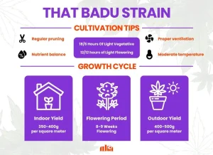 That Badu Strain Review | That Badu Weed Strain