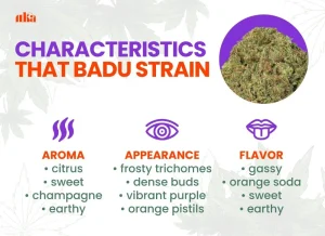 That Badu Strain Review: A Soulful Cannabis Experience from Canna Center Dispensary