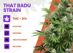 That Badu Strain Review: A Soulful Cannabis Experience from Canna Center Dispensary