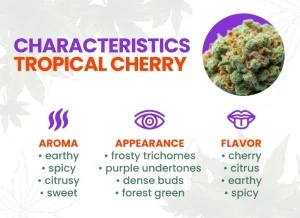 Tropical Cherry Strain Review | Tropical Cherry Weed Strain