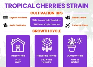 Tropical Cherry Strain Review: Your Complete Weed Strain Guide from Canna Center Dispensary