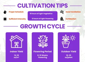 Violet Fog Strain Review | Violet Fog Weed Strain