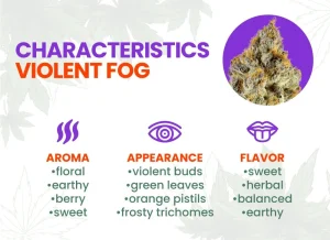 Violet Fog Strain Review | Violet Fog Weed Strain