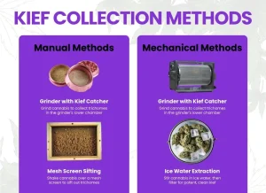 What Is Kief? Comprehensive Beginner's Guide To Benefits, Uses, And More