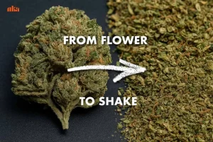 What is Shake Weed? Cannabis Shake Explained by Canna Center Dispensary