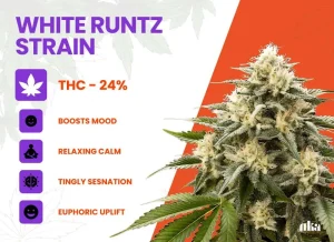 White Runtz Strain Review | White Runtz Weed Strain