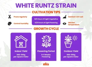 White Runtz Strain Review | White Runtz Weed Strain